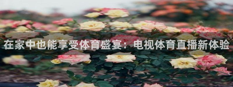 球友直播pc：在家中也能享受体育盛宴：电视体育直播新体验