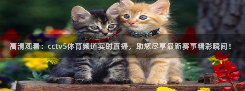 nba球友直播：高清观看：cctv5体育频道实时直播，助您尽享最新赛事精彩瞬间！