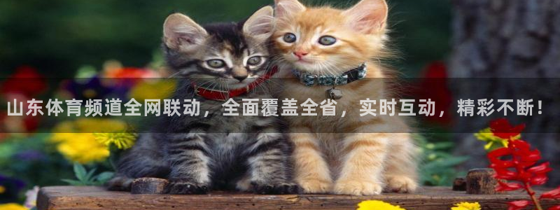 球友直播在线直播：山东体育频道全网联动，全面覆盖全省，实时互动，精彩不断！